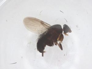  ( - CBG-B22563-D02)  @11 [ ] CreativeCommons - Attribution Share - Alike (2025) Centre for Biodiversity Genomics Centre for Biodiversity Genomics