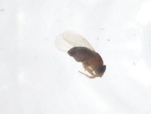  ( - CBG-B22563-H08)  @11 [ ] CreativeCommons - Attribution Share - Alike (2025) Centre for Biodiversity Genomics Centre for Biodiversity Genomics