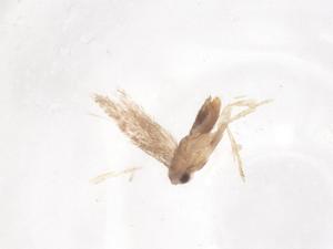  ( - CBG-B22568-H04)  @11 [ ] CreativeCommons - Attribution Share - Alike (2025) Centre for Biodiversity Genomics Centre for Biodiversity Genomics