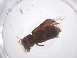  ( - CBG-B22570-E01)  @11 [ ] CreativeCommons - Attribution Share - Alike (2025) Centre for Biodiversity Genomics Centre for Biodiversity Genomics