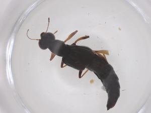  ( - CBG-B23735-B04)  @11 [ ] CreativeCommons - Attribution Share - Alike (2025) Centre for Biodiversity Genomics Centre for Biodiversity Genomics