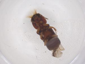  ( - CBG-B23735-B11)  @11 [ ] CreativeCommons - Attribution Share - Alike (2025) Centre for Biodiversity Genomics Centre for Biodiversity Genomics