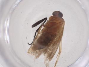  ( - CBG-B23735-F09)  @11 [ ] CreativeCommons - Attribution Share - Alike (2025) Centre for Biodiversity Genomics Centre for Biodiversity Genomics