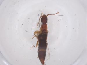  ( - CBG-B23736-B09)  @11 [ ] CreativeCommons - Attribution Share - Alike (2025) Centre for Biodiversity Genomics Centre for Biodiversity Genomics