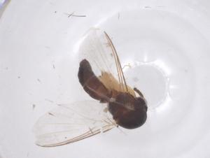  ( - CBG-B23736-G08)  @11 [ ] CreativeCommons - Attribution Share - Alike (2025) Centre for Biodiversity Genomics Centre for Biodiversity Genomics