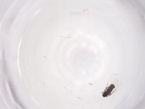  ( - CBG-B23738-A03)  @11 [ ] CreativeCommons - Attribution Share - Alike (2025) Centre for Biodiversity Genomics Centre for Biodiversity Genomics