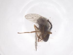  ( - CBG-B23738-F12)  @11 [ ] CreativeCommons - Attribution Share - Alike (2025) Centre for Biodiversity Genomics Centre for Biodiversity Genomics