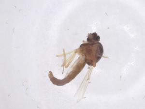  ( - CBG-B23739-F09)  @11 [ ] CreativeCommons - Attribution Share - Alike (2025) Centre for Biodiversity Genomics Centre for Biodiversity Genomics