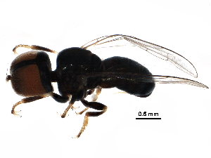  ( - BIOUG27001-E02)  @13 [ ] CreativeCommons - Attribution (2016) CBG Photography Group Centre for Biodiversity Genomics