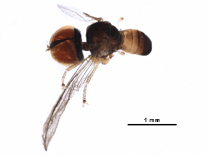  (Collinias sp. Mal1 - BIOUG31575-A06)  @11 [ ] CreativeCommons - Attribution (2018) CBG Photography Group Centre for Biodiversity Genomics