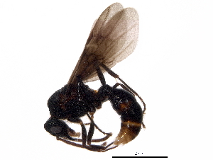  ( - BIOUG31718-H09)  @13 [ ] CreativeCommons - Attribution (2017) CBG Photography Group Centre for Biodiversity Genomics