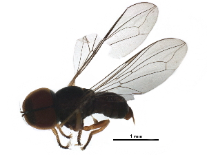  (Elmohardyia sp. MEX1 - BIOUG20481-H09)  @14 [ ] CreativeCommons - Attribution (2016) CBG Photography Group Centre for Biodiversity Genomics