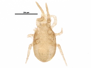  (Arrenoseius sp. JCS06 - BIOUG18922-F02)  @11 [ ] CreativeCommons - Attribution (2017) CBG Photography Group Centre for Biodiversity Genomics