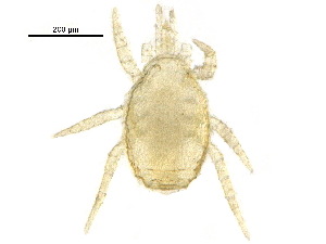 (Asperoseius henryae - BIOUG19174-D09)  @11 [ ] CreativeCommons - Attribution (2016) CBG Photography Group Centre for Biodiversity Genomics