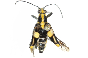  (Anthribola - BIOUG19660-B08)  @14 [ ] CreativeCommons - Attribution (2016) CBG Photography Group Centre for Biodiversity Genomics