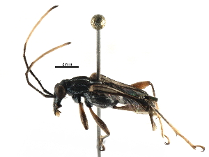  (Eccrisis - BIOUG20393-G03)  @13 [ ] CreativeCommons - Attribution (2016) CBG Photography Group Centre for Biodiversity Genomics