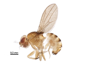  (Drosophila leontia - BIOUG14643-E12)  @11 [ ] CreativeCommons - Attribution (2016) CBG Photography Group Centre for Biodiversity Genomics