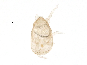  ( - BIOUG14879-C10)  @11 [ ] CreativeCommons - Attribution (2016) CBG Photography Group Centre for Biodiversity Genomics