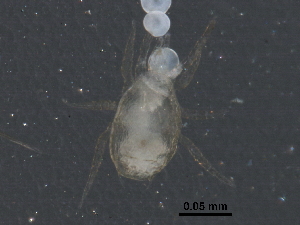  (Asperoseius - BIOUG14879-G07)  @11 [ ] CreativeCommons - Attribution (2017) CBG Photography Group Centre for Biodiversity Genomics