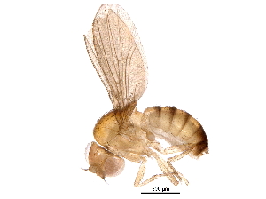  (Drosophila mimetica - BIOUG14922-D02)  @11 [ ] CreativeCommons - Attribution (2016) CBG Photography Group Centre for Biodiversity Genomics