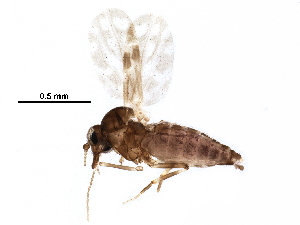  ( - BIOUG15190-H10)  @11 [ ] CreativeCommons - Attribution (2016) CBG Photography Group Centre for Biodiversity Genomics