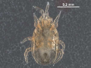  (Proctolaelaps sp. JCS66 - BIOUG16174-B12)  @11 [ ] CreativeCommons - Attribution (2016) CBG Photography Group Centre for Biodiversity Genomics