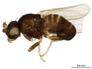  ( - BIOUG16245-F05)  @11 [ ] CreativeCommons - Attribution (2020) CBG Photography Group Centre for Biodiversity Genomics