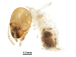  (Odontotermes escherichi - BIOUG16839-H03)  @13 [ ] CreativeCommons - Attribution (2016) CBG Photography Group Centre for Biodiversity Genomics