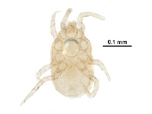  (Proctolaelaps sp. JCS30 - BIOUG16863-A10)  @11 [ ] CreativeCommons - Attribution (2016) CBG Photography Group Centre for Biodiversity Genomics