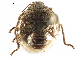  ( - BIOUG16455-D09)  @12 [ ] CreativeCommons - Attribution (2015) CBG Photography Group Centre for Biodiversity Genomics
