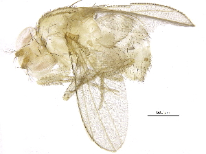  (Drosophila takahashii - BIOUG17004-A03)  @14 [ ] CreativeCommons - Attribution (2015) CBG Photography Group Centre for Biodiversity Genomics