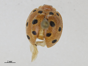  ( - CBG-A10839-E10)  @11 [ ] CreativeCommons - Attribution Share - Alike (2023) CBG Photography Group Centre for Biodiversity Genomics