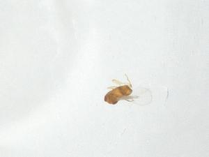  ( - CBG-A16350-A05)  @11 [ ] CreativeCommons - Attribution Share - Alike (2023) Centre for Biodiversity Genomics Centre for Biodiversity Genomics