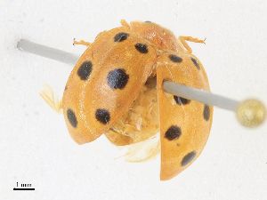  ( - CBG-A16718-C11)  @11 [ ] CreativeCommons - Attribution Share - Alike (2023) CBG Photography Group Centre for Biodiversity Genomics