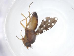  ( - CBG-A20776-C12)  @11 [ ] CreativeCommons - Attribution Share - Alike (2023) Centre for Biodiversity Genomics Centre for Biodiversity Genomics
