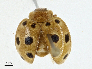  ( - CBG-A00353-C01)  @11 [ ] CreativeCommons - Attribution (2023) CBG Photography Group Centre for Biodiversity Genomics