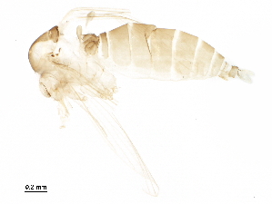  ( - BIOUG41454-H05)  @11 [ ] CreativeCommons - Attribution (2019) CBG Photography Group Centre for Biodiversity Genomics