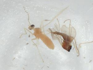  ( - CBG-A02388-C05)  @11 [ ] CreativeCommons - Attribution (2023) Centre for Biodiversity Genomics Centre for Biodiversity Genomics