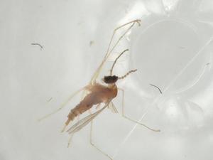  ( - CBG-A02389-H10)  @11 [ ] CreativeCommons - Attribution (2023) Centre for Biodiversity Genomics Centre for Biodiversity Genomics