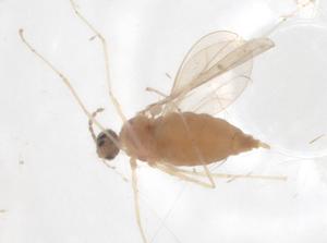  ( - CBG-A02390-H10)  @11 [ ] CreativeCommons - Attribution (2023) Centre for Biodiversity Genomics Centre for Biodiversity Genomics