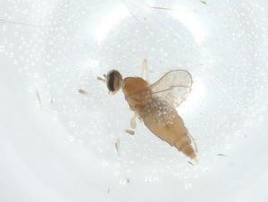  ( - CBG-A02408-C08)  @11 [ ] CreativeCommons - Attribution (2023) Centre for Biodiversity Genomics Centre for Biodiversity Genomics