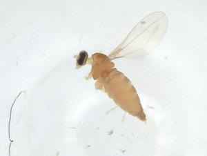  ( - CBG-A02411-B06)  @11 [ ] CreativeCommons - Attribution (2023) Centre for Biodiversity Genomics Centre for Biodiversity Genomics