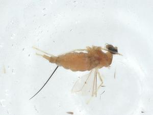  ( - CBG-A02411-G06)  @11 [ ] CreativeCommons - Attribution (2023) Centre for Biodiversity Genomics Centre for Biodiversity Genomics