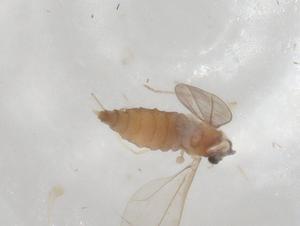  ( - CBG-A02412-C10)  @11 [ ] CreativeCommons - Attribution (2023) Centre for Biodiversity Genomics Centre for Biodiversity Genomics