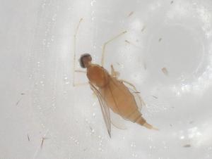  ( - CBG-A02412-G09)  @11 [ ] CreativeCommons - Attribution (2023) Centre for Biodiversity Genomics Centre for Biodiversity Genomics