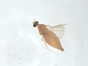  ( - CBG-A02414-A02)  @11 [ ] CreativeCommons - Attribution (2023) Centre for Biodiversity Genomics Centre for Biodiversity Genomics