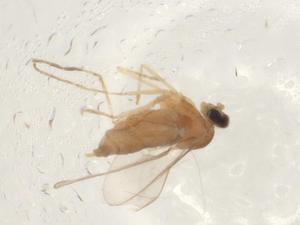  ( - CBG-A02415-G02)  @11 [ ] CreativeCommons - Attribution (2023) Centre for Biodiversity Genomics Centre for Biodiversity Genomics