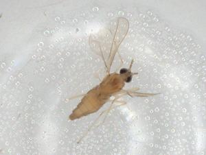  ( - CBG-A02416-E03)  @11 [ ] CreativeCommons - Attribution (2023) Centre for Biodiversity Genomics Centre for Biodiversity Genomics