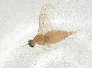  ( - CBG-A02417-D02)  @11 [ ] CreativeCommons - Attribution (2023) Centre for Biodiversity Genomics Centre for Biodiversity Genomics