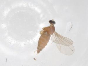  ( - CBG-A03435-D12)  @11 [ ] CreativeCommons - Attribution (2023) Centre for Biodiversity Genomics Centre for Biodiversity Genomics